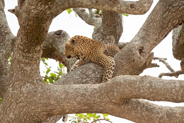 Leopard D06 NgC to Serengeti C 231011 145812_