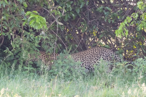 Leopard D10 Serengeti N Nyikani 231015 081531 _02