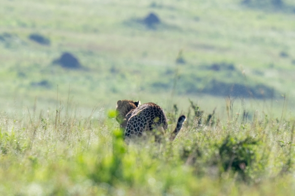 Leopard D10 Serengeti N Nyikani 231015 081611 _01