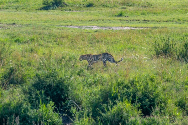 Leopard D10 Serengeti N Nyikani 231015 081950 _01