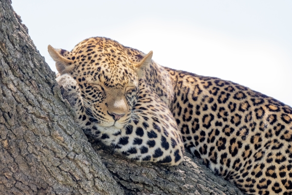 Leopard D10 Serengeti N Nyikani 231015 112425_