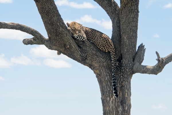 Leopard D10 Serengeti N Nyikani 231015 112608_