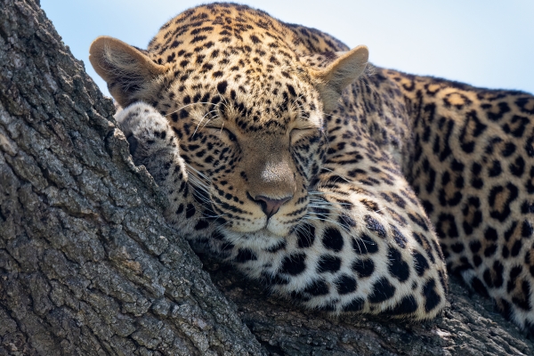 Leopard D10 Serengeti N Nyikani 231015 112702 _01