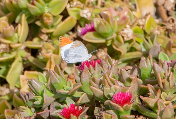 Large Orange Tip D02 Maasai Original 2023-10-07 1970_