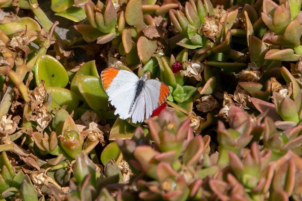 Large Orange Tip D02 Maasai Original 2023-10-07 1988_