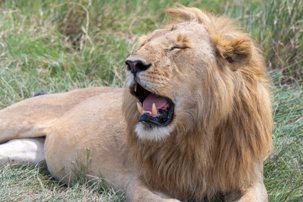 Lion D06 NgC to Serengeti C 231011 140425