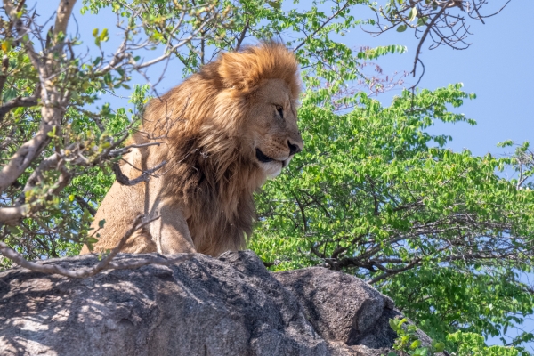 Lion D07 Serengeti C Nyumbani 231012 101647-2