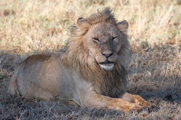 Lion D08 Serengeti C Nyumbani 231013 082238_