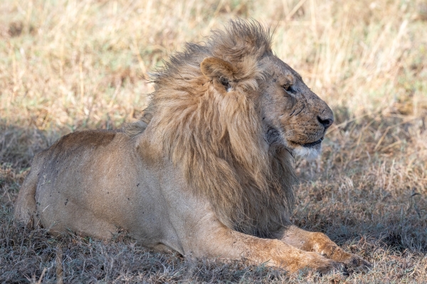 Lion D08 Serengeti C Nyumbani 231013 082252_