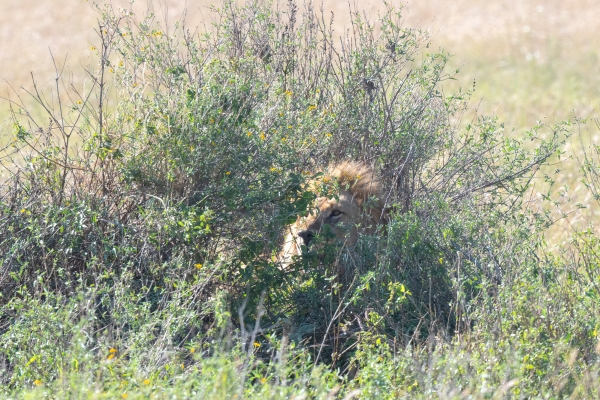 Lion D08 Serengeti C Nyumbani 231013 084912_