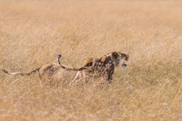 Lioness D05 NgC 231010 091002_