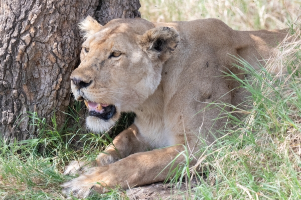 Lioness D06 NgC to Serengeti C 231011 135147 _02