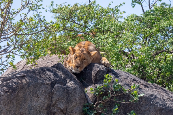 Lioness D07 Serengeti C Nyumbani 231012 103001_