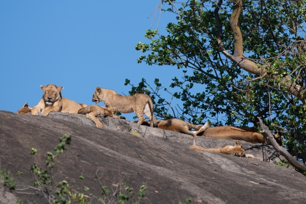 Lioness D08 Serengeti C Nyumbani 231013 090906_