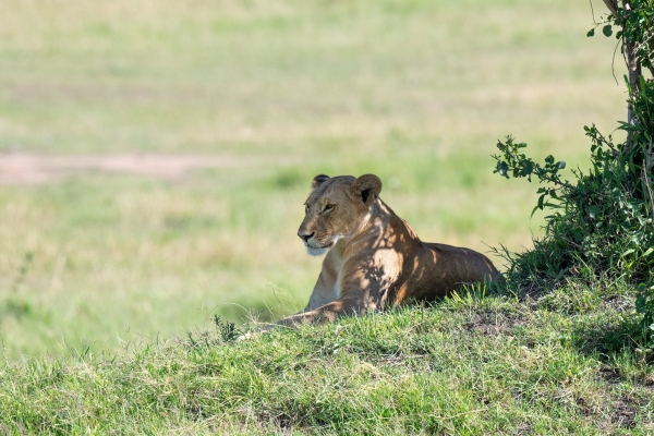 Lioness D10 Serengeti N Nyikani 231015 085733_