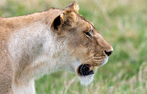 Lioness D10 Serengeti N Nyikani 231015 121931_