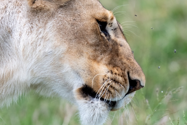 Lioness D10 Serengeti N Nyikani 231015 121937_