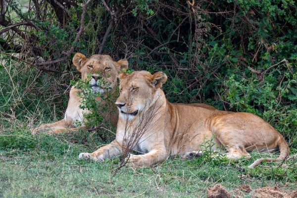 Lioness D10 Serengeti N Nyikani 231015 121949_