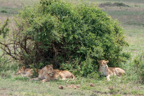 Lioness D10 Serengeti N Nyikani 231015 122134_