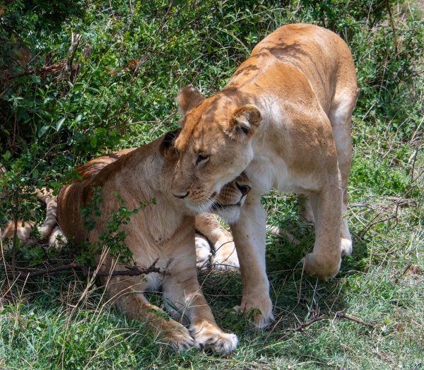 Lioness D10 Serengeti N Nyikani 231015 122425_