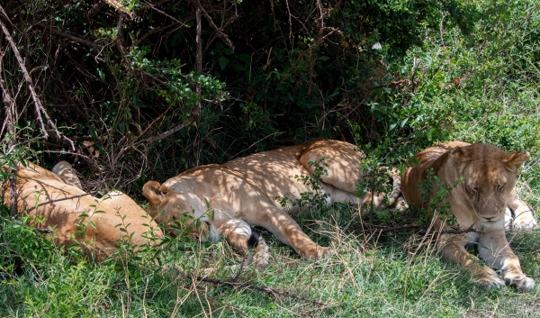 Lioness D10 Serengeti N Nyikani 231015 122532_