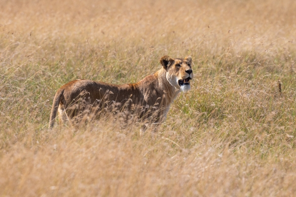 Lioness_ D05 NgC 231010 090832 _01