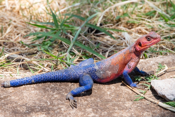 Lizard, Agama, Flat-headed Rock D09 Serengeti C-N Nyikani 231014 123254 _01