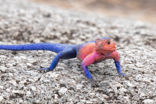 Lizard, Agama, Flat-headed Rock D10 Serengeti N Nyikani 231015 152139_