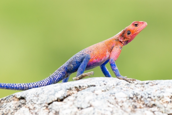 Lizard, Agama, Flat-headed Rock D10 Serengeti N Nyikani 231015 152355 _01