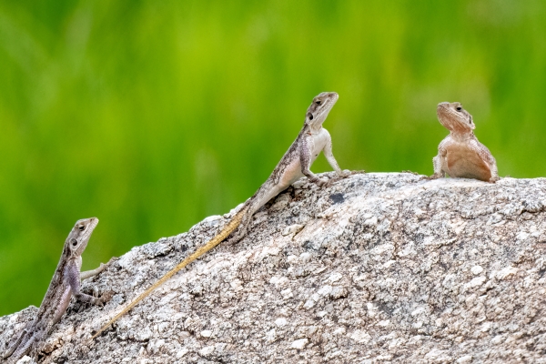 Lizard, Agama, Flat-headed Rock (F) D10 Serengeti N Nyikani 231015 152211 _01