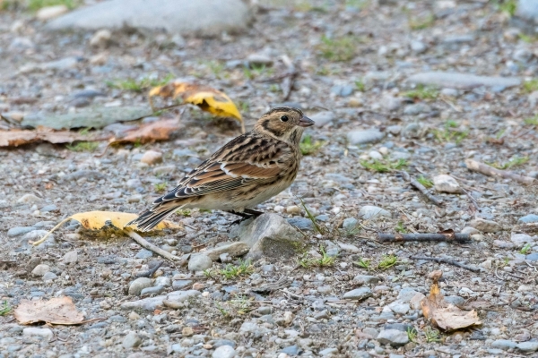 Longspur, Lapland Day-05 Clearwater Waterfalls 2022-09-19 156