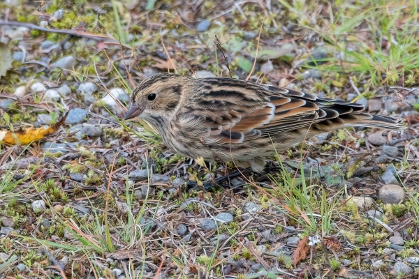 Longspur, Lapland Day-05 Clearwater Waterfalls 2022-09-19 167