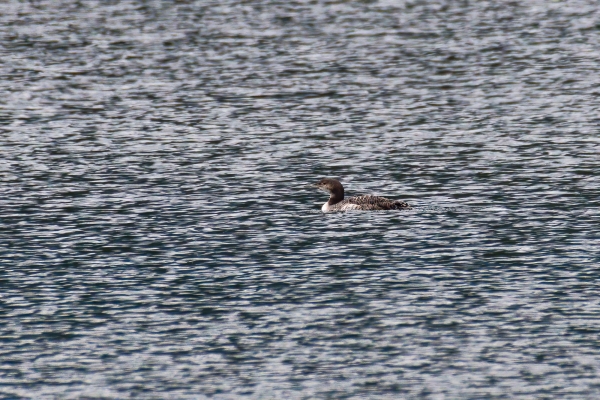 Loon, Common Day-09 Jasper IcefiedsPkwy 2022-09-23 15