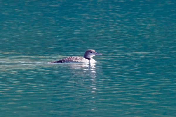 Loon, Common Day-12 Banff Louise Minnew 2022-09-26 174