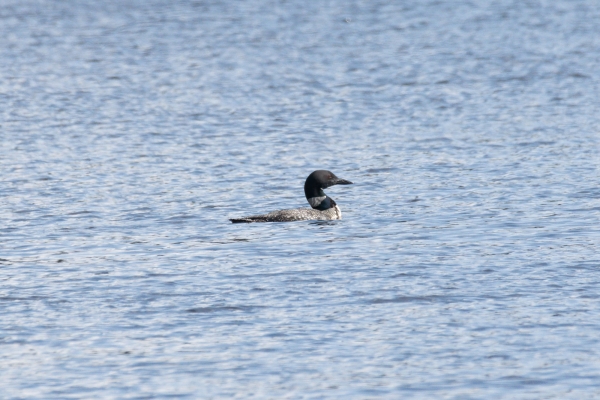 Loon, Common Day-03 Vancouver 2022-09-17 579