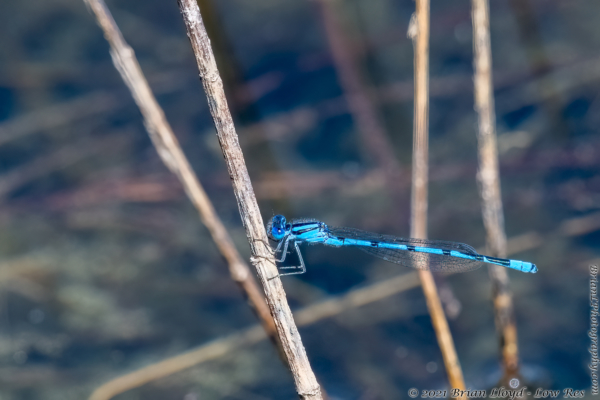 Lost Lake, TLH 2022-03-25 - Dragonfly, Bluet, Atlantic (5)