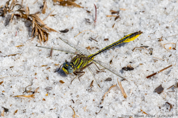Lost Lake, TLH 2022-03-25 - Dragonfly, Clubtail, Sandhill (6)