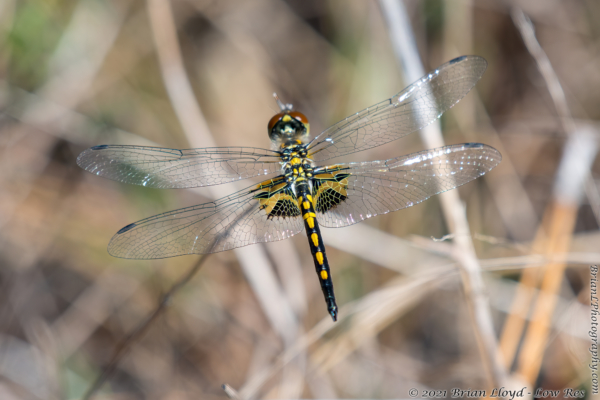 Lost Lake, TLH 2022-03-25 - Dragonfly, Pennant, Ornate (F) (1)