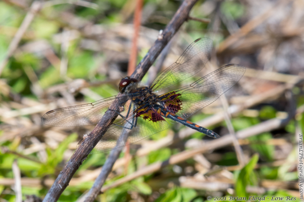 Lost Lake, TLH 2022-03-25 - Dragonfly, Pennant, Ornate (M) (10)