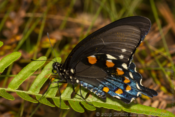Mad_BlueSpringSP_2019_08_09 - Swallowtail, Pipevine (2)-FS_2