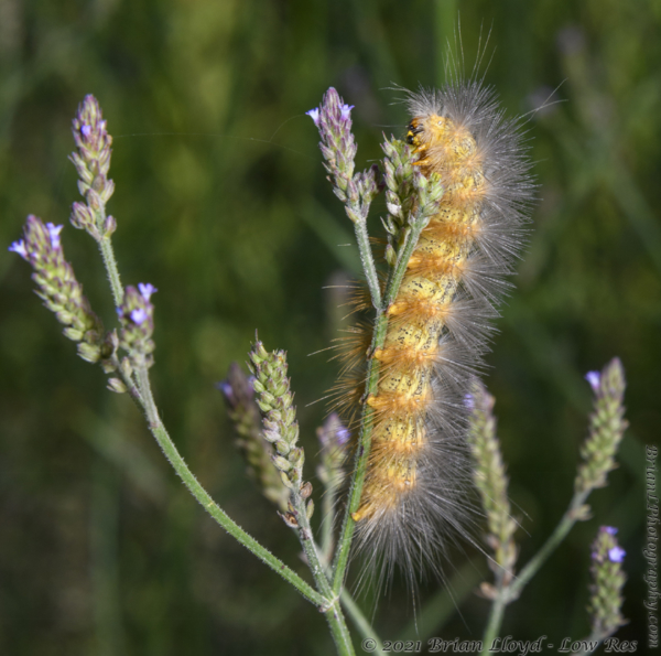 Mad_Ellaville WMA Twin Rivrs - Caterpillar