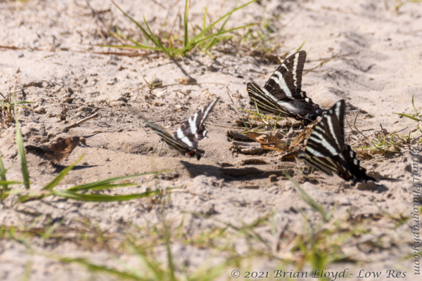 Mad_Ellaville WMA Twin Rivrs - Swallowtail, Zebra, Puddling on damp sand (1)