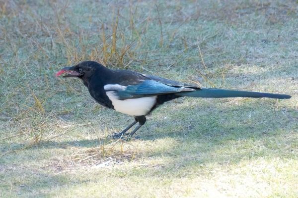 Magpie, Black-billed Day-12 Banff Louise Minnew 2022-09-26 183