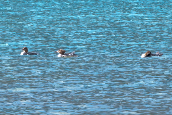 Merganser, Common Day-11 Jasper - Banff 2022-09-25 119