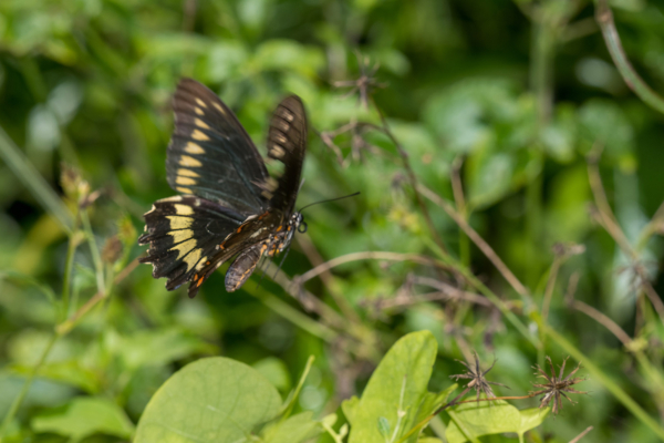 Miami Fairchild Trop Bot Gdn 2022-05-23 - Swallowtail, Polydamas (1)