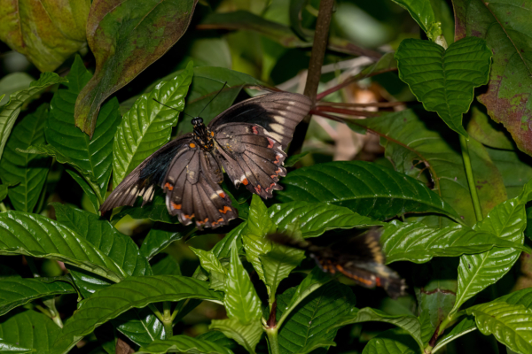 Miami Fairchild Trop Bot Gdn 2022-05-23 - Swallowtail, Polydamas (12)