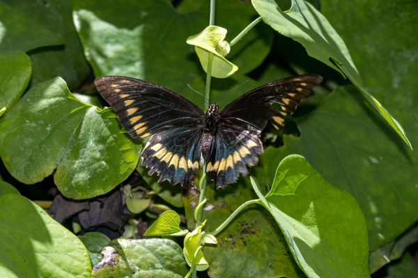 Miami Fairchild Trop Bot Gdn 2022-05-23 - Swallowtail, Polydamas (25)