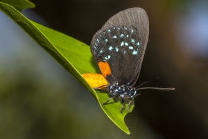 Miami_DeeringEst_05-20-2019 - Hairstreak, Atala (2)-websized