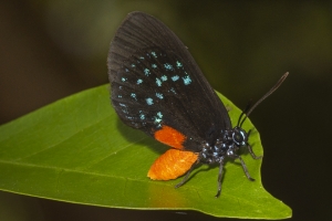 Miami_DeeringEst_05-20-2019 - Hairstreak, Atala (3)-websized