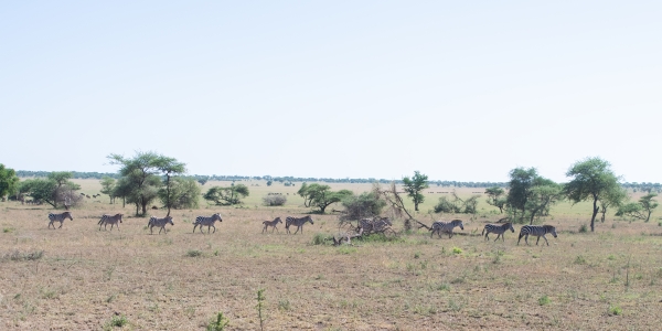 Migration Herds D09 Serengeti C-N Nyikani 231014 094000_